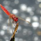 ... Feuerlibelle (Crocothemis erythraea) ... 