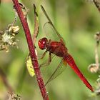 --- Feuerlibelle (Crocothemis erythraea) ---