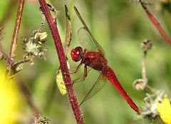 --- Feuerlibelle (Crocothemis erythraea) ---