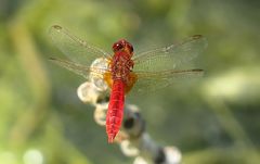 --- Feuerlibelle (Crocothemis erythraea) ---