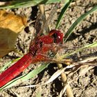 --- Feuerlibelle (Crocothemis erythraea) ---