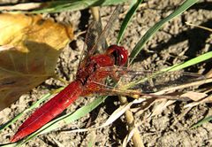 --- Feuerlibelle (Crocothemis erythraea) ---