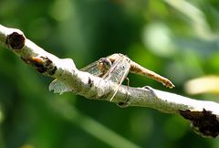 --- Feuerlibelle (Crocothemis erythraea) ---