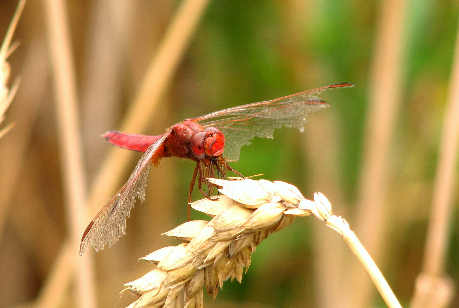 --- Feuerlibelle (Crocothemis erythraea) ---