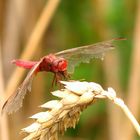 --- Feuerlibelle (Crocothemis erythraea) ---