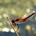 --- Feuerlibelle (Crocothemis erythraea) --- 