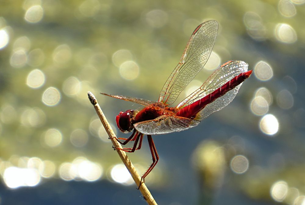 --- Feuerlibelle (Crocothemis erythraea) --- 