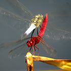 --- Feuerlibelle (Crocothemis erythraea) ---