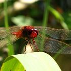 --- Feuerlibelle (Crocothemis erythraea) ---