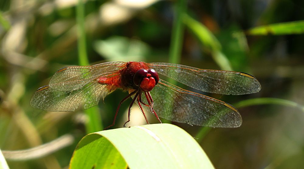 --- Feuerlibelle (Crocothemis erythraea) ---