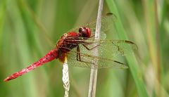 --- Feuerlibelle (Crocothemis erythraea) ---