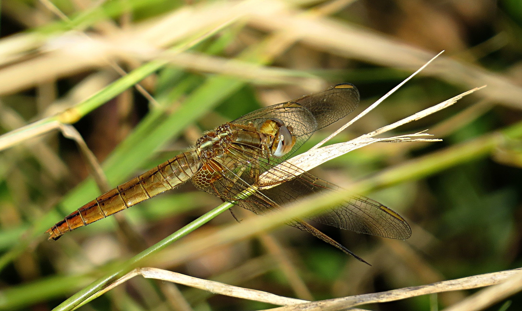 --- Feuerlibelle (Crocothemis erythraea) ---