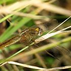 --- Feuerlibelle (Crocothemis erythraea) ---