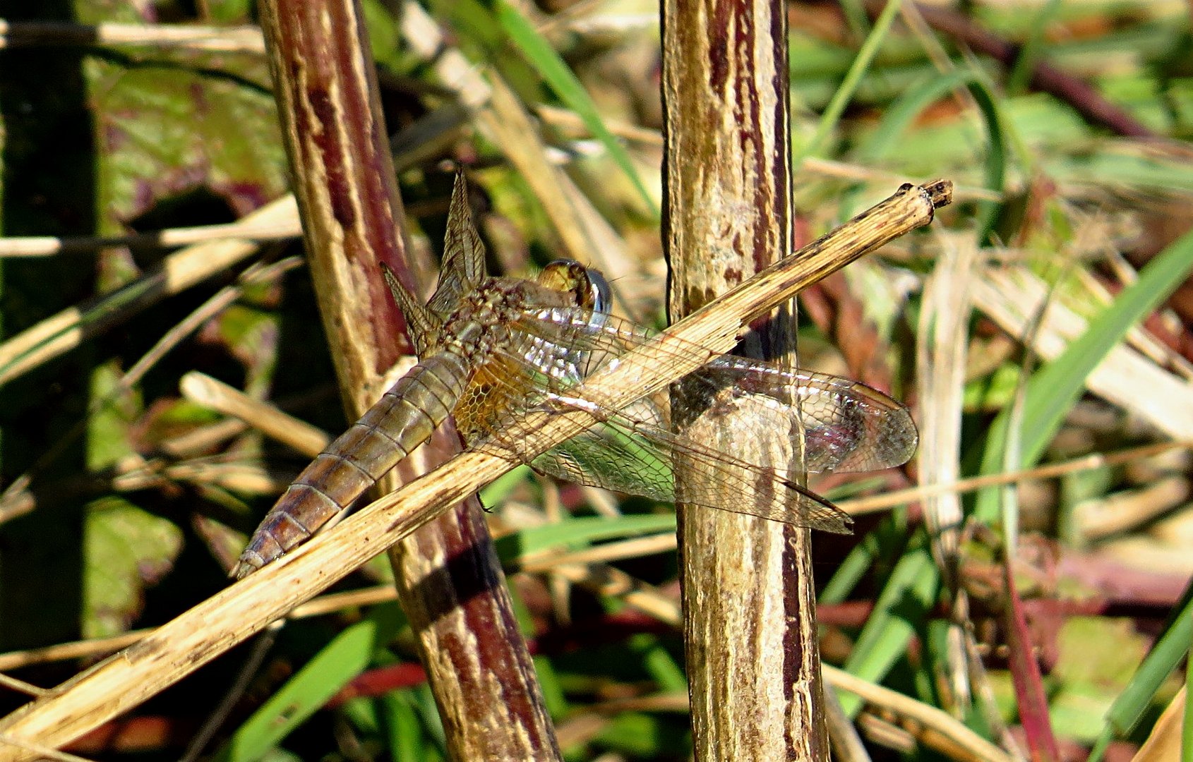 --- Feuerlibelle (Crocothemis erythraea) ---