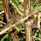 --- Feuerlibelle (Crocothemis erythraea) ---