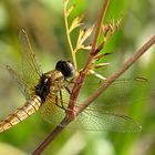 --- Feuerlibelle (Crocothemis erythraea) ---