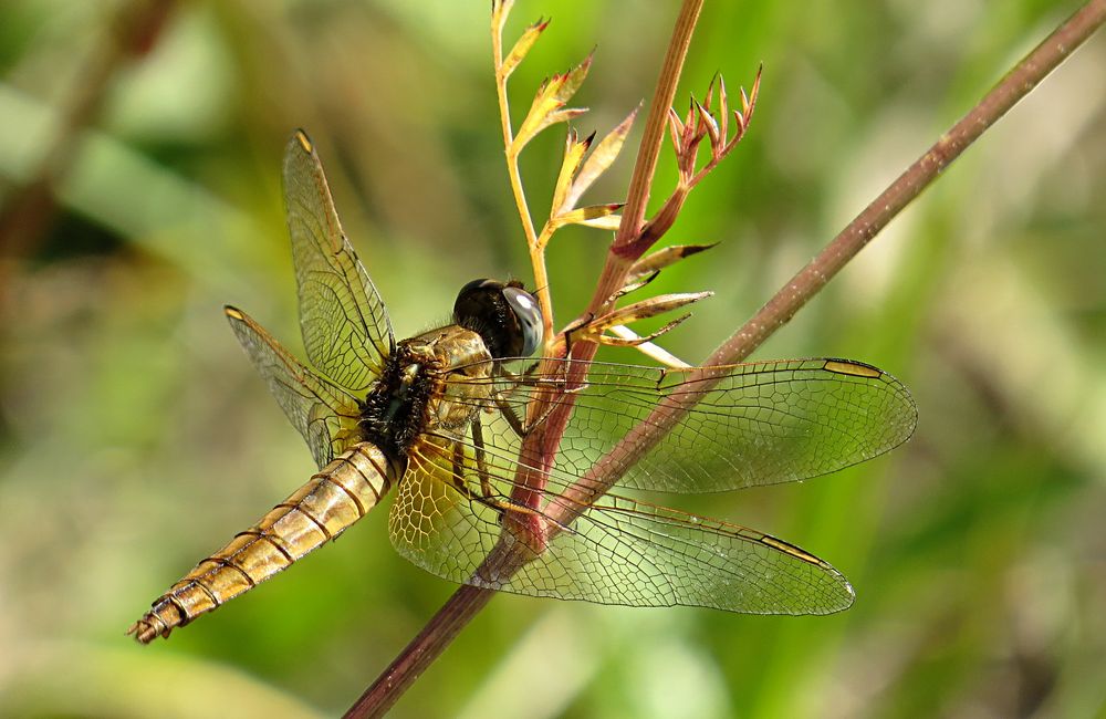 --- Feuerlibelle (Crocothemis erythraea) ---