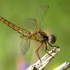 --- Feuerlibelle (Crocothemis erythraea) ---