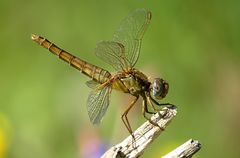 --- Feuerlibelle (Crocothemis erythraea) ---