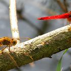 --- Feuerlibelle (Crocothemis erythraea) ---