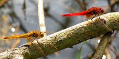 --- Feuerlibelle (Crocothemis erythraea) ---