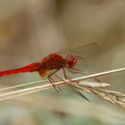 Feuerlibelle (Crocothemis erythraea)