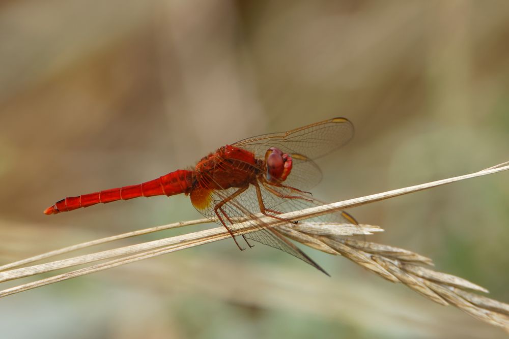 Feuerlibelle (Crocothemis erythraea)