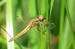 --- Feuerlibelle (Crocothemis erythraea) ---