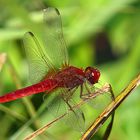 --- Feuerlibelle (Crocothemis erythraea) ---