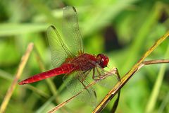 --- Feuerlibelle (Crocothemis erythraea) ---