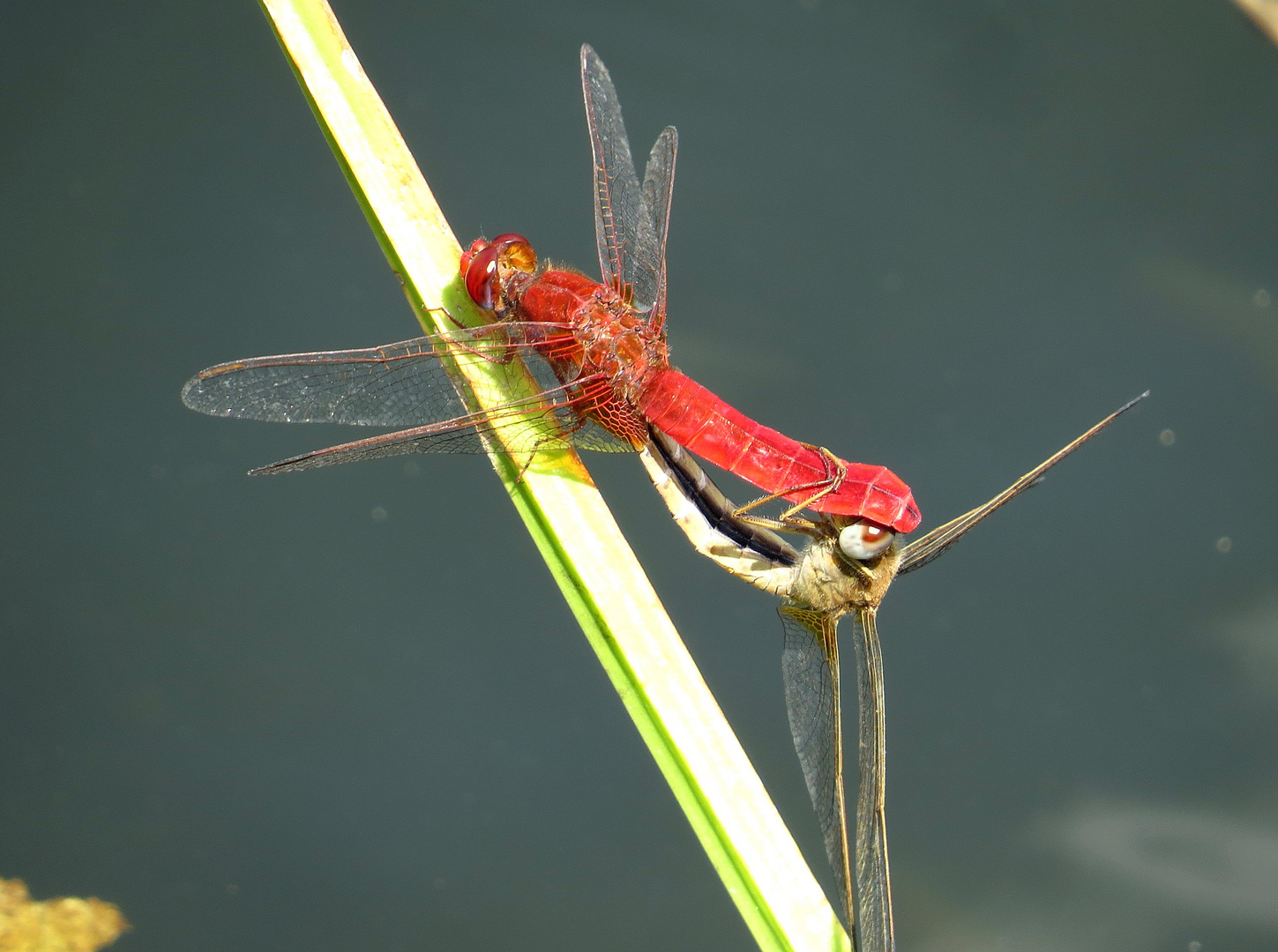 ... Feuerlibelle (Crocothemis erythraea) ...