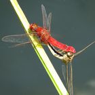 ... Feuerlibelle (Crocothemis erythraea) ...