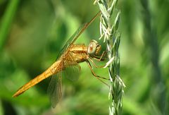 --- Feuerlibelle (Crocothemis erythraea) ---