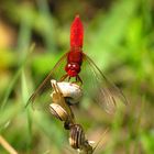 --- Feuerlibelle (Crocothemis erythraea) ---