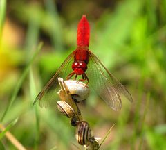 --- Feuerlibelle (Crocothemis erythraea) ---