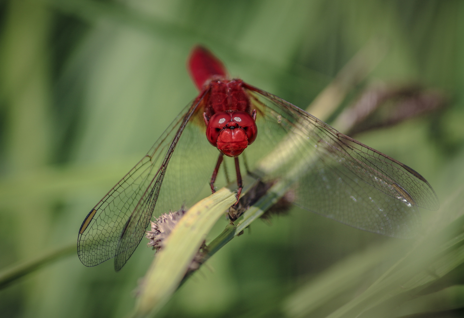 Feuerlibelle (Crocothemis erythraea)