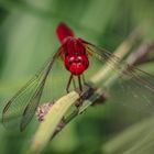 Feuerlibelle (Crocothemis erythraea)