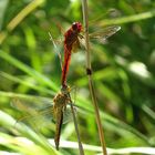 --- Feuerlibelle (Crocothemis erythraea) ---