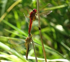 --- Feuerlibelle (Crocothemis erythraea) ---