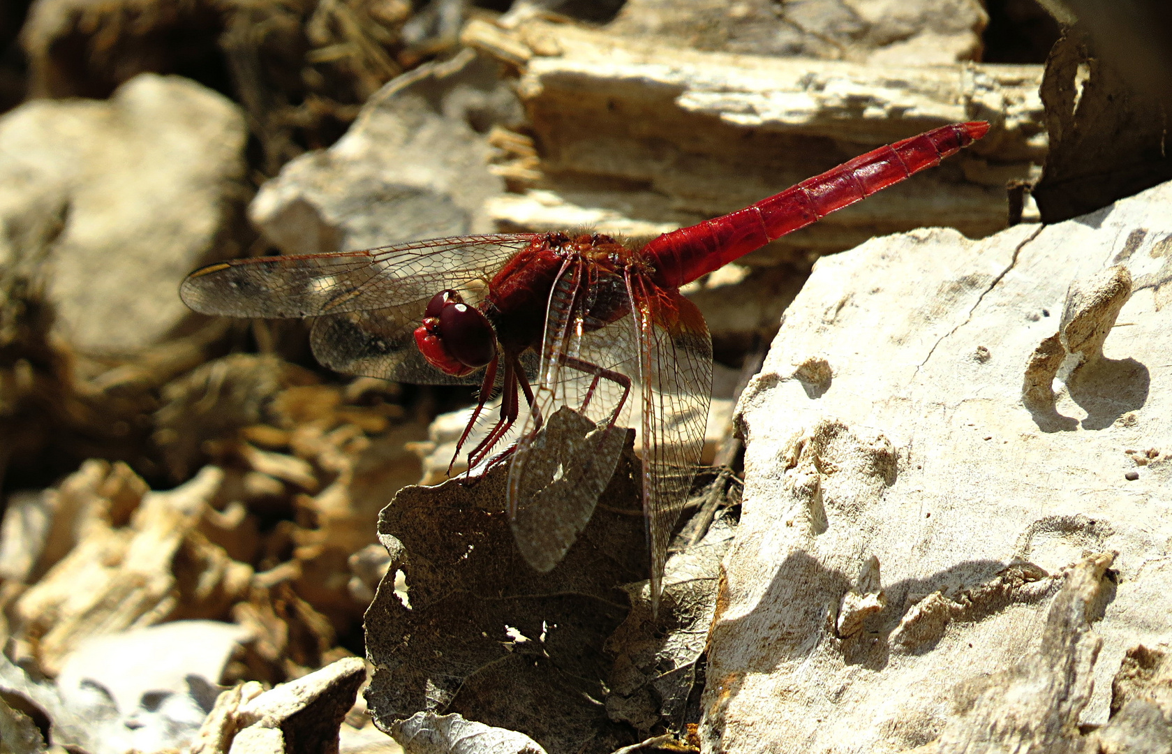 --- Feuerlibelle (Crocothemis erythraea) ---