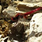 --- Feuerlibelle (Crocothemis erythraea) ---