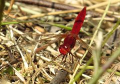 --- Feuerlibelle (Crocothemis erythraea) ---