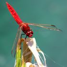 Feuerlibelle (Crocothemis Erythraea)