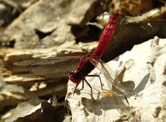 --- Feuerlibelle (Crocothemis erythraea) ---