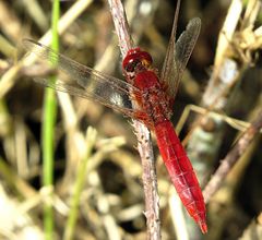 --- Feuerlibelle (Crocothemis erythraea) ---