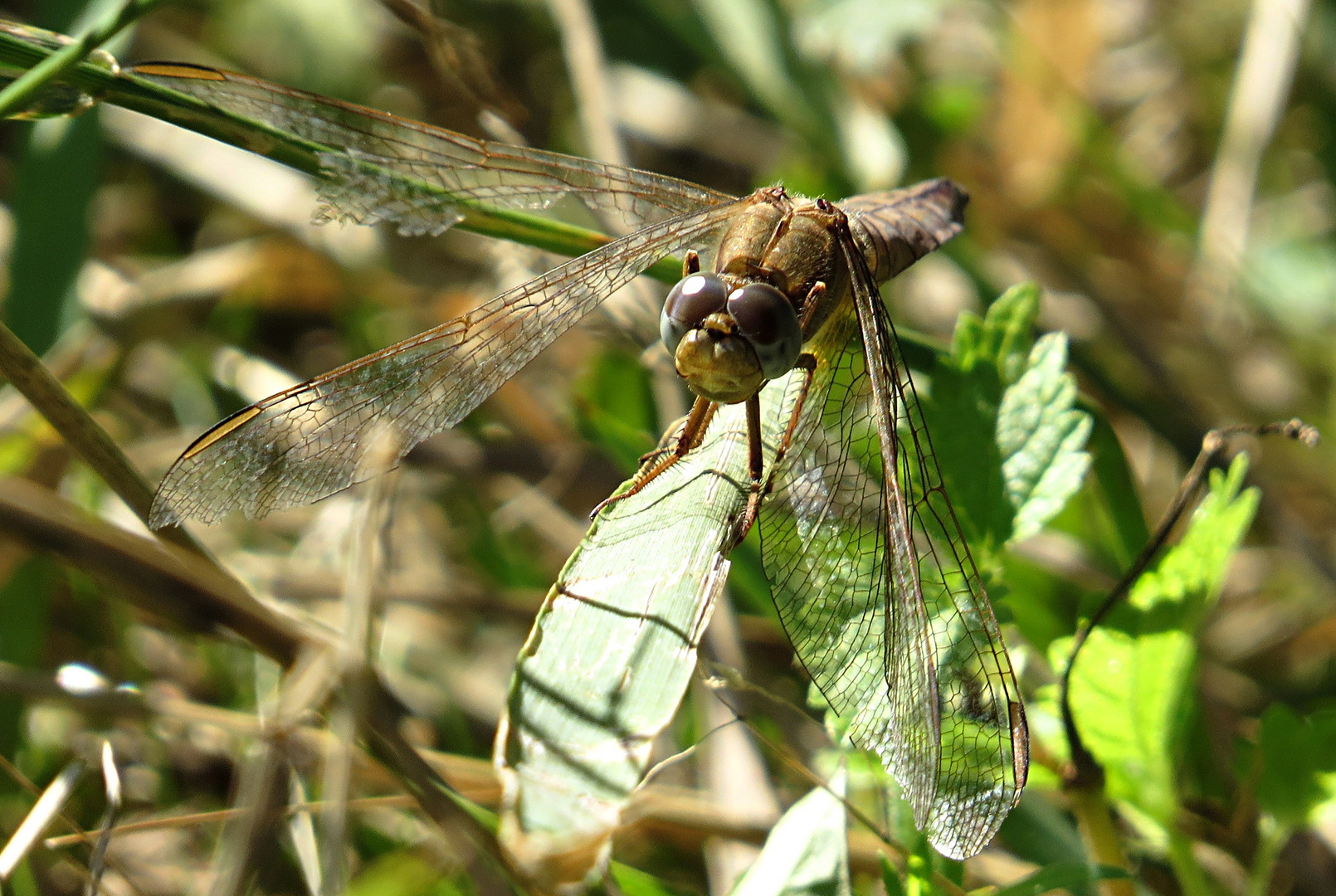 --- Feuerlibelle (Crocothemis erythraea) ---