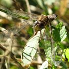 --- Feuerlibelle (Crocothemis erythraea) ---