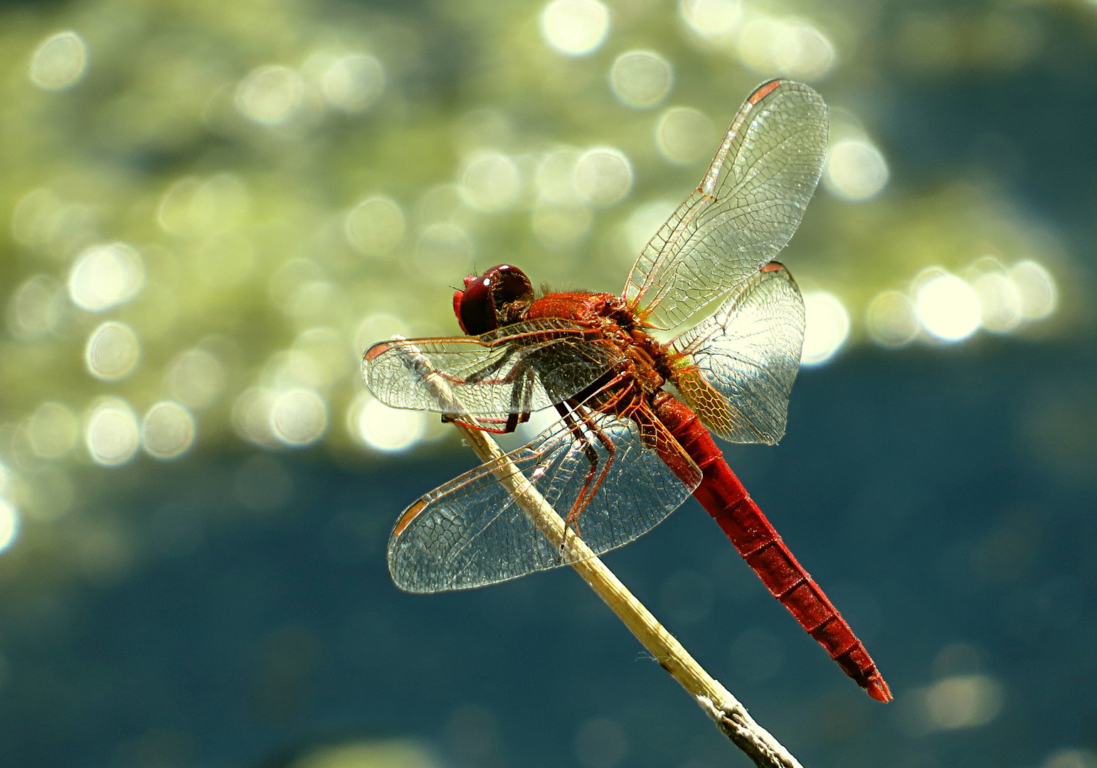 --- Feuerlibelle (Crocothemis erythraea) ---