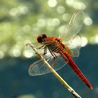 --- Feuerlibelle (Crocothemis erythraea) ---