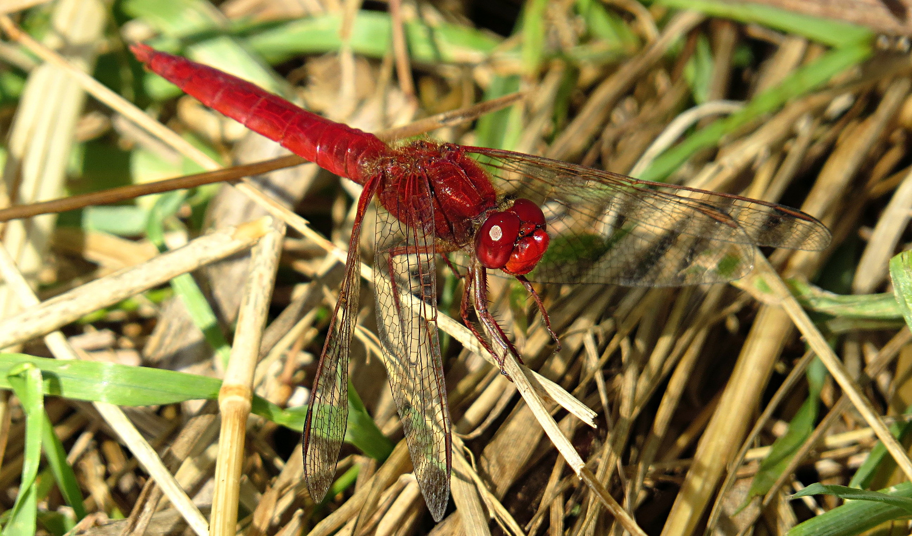 --- Feuerlibelle (Crocothemis erythraea) ---